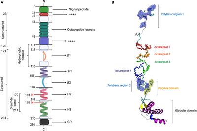 PrPC as a Transducer of Physiological and Pathological Signals